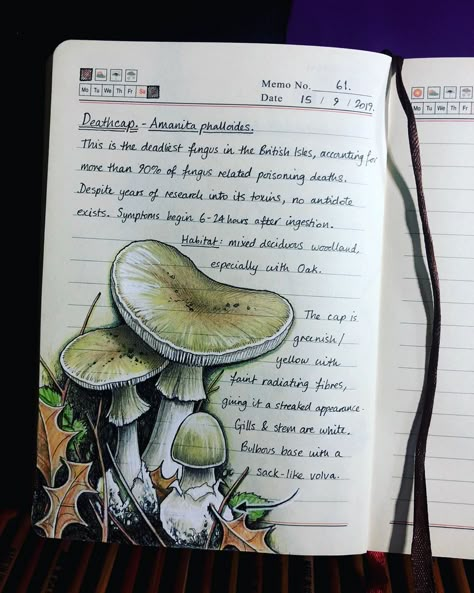 @taojb on Instagram: “Deathcap - Amanita phalloides #naturejournal #amanitaphalloides #deathcap #amanita #deadly” Nature Notebook Ideas, Deathcap Mushroom, Dnd Guide, Fantasy Journal Ideas, Sketchbook Spread Inspiration, Amanita Nightshade, Ideas For Diary, Amanita Design, Empty Notebook Ideas