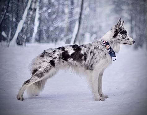 Working Border Collie, Border Collie Merle, Border Collie Photography, Blue Merle Collie, Service Dogs Breeds, Blue Merle Border Collie, Merle Border Collie, Collie Breeds, Cute Dog Drawing