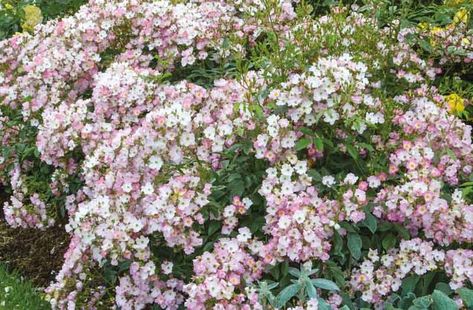 Rosa Ballerina, Rose Ballerina, Hybrid musk Ballerina, agm roses, Fragrant roses, Shrub roses, Pink roses Flowering Hedge, Ballerina Rose, Rose Companion Plants, Rose Ballerina, Hydrangea Arborescens Annabelle, Cottage Garden Borders, Soft Pink Flowers, Musk Rose, Smooth Hydrangea