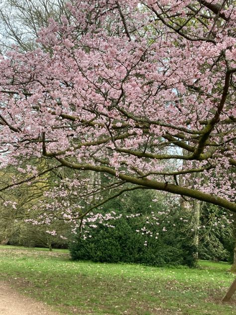 Spring Trees, Spring Tree, Blossom Tree, Pink Spring, Spring Nature, Aesthetic Pink, Cute Aesthetic, Bloopers, Cherry Blossom