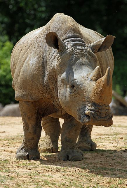 White Rhino White Rhino, Africa Wildlife, Rare Animals, Endangered Animals, Majestic Animals, African Wildlife, African Animals, Animal Tattoos, Animal Planet