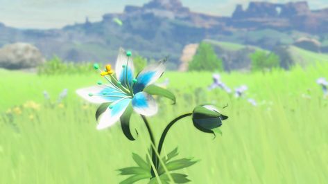 Screenshot: Prinzessinnen-Enzian aus The Legend of Zelda: Breath of the Wild  #Zelda #BreathOfTheWild #PrinzessinnenEnzian #Blumen Silent Princess, Kakariko Village, Zelda Party, Fairy Fountain, Hyrule Castle, Zelda Tattoo, Botw Zelda, Princesa Zelda, Grandmothers Love