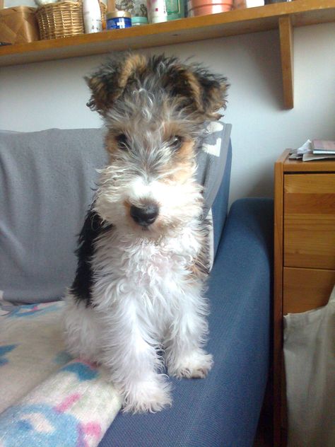 Omgeee! What a cutie! Fox Terrier Puppy, Wire Haired Terrier, Wirehaired Fox Terrier, Lakeland Terrier, Fox Terriers, Wire Fox Terrier, Cute Dog Pictures, Terrier Puppies, Dog Images