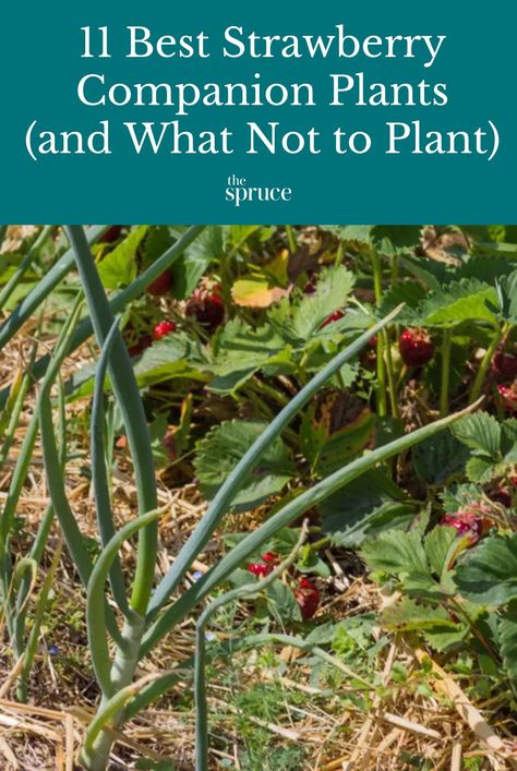 Strawberry companion plants such as onions, herbs, and asparagus are good neighbors for your strawberries. Learn which plants work and which don’t. #fruitgardenideas #gardeningadvice #howtogrow #plantparenttips #thespruce Strawberries Planting, Onion Companion Planting, Strawberry Companion Plants, Fruit Tree Garden, Garden Front Of House, Thyme Flower, Natural Repellent, Planting Tips, Berry Plants