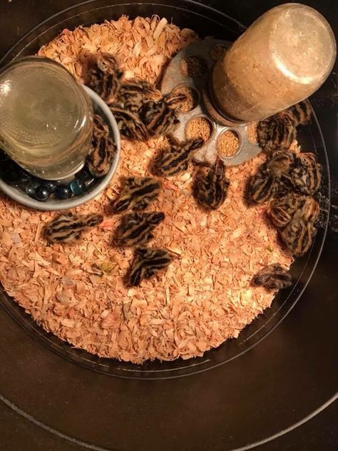 Quail Toys, Quail Breeding, Quail Dust Bath, Quail Food, Diy Quail Waterer, Quail Watering System, Quail Brooder, Coturnix Quail, Quail House