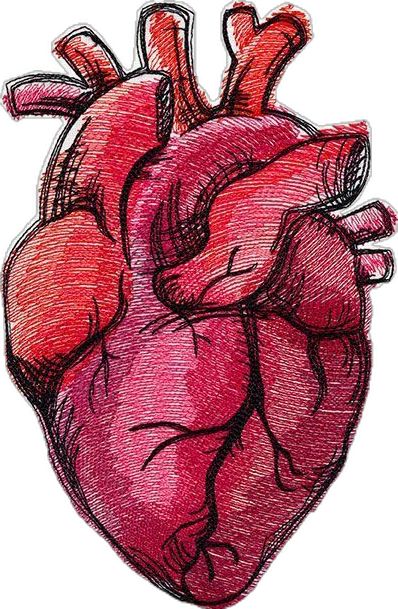 Realistic Heart Drawing, Anatomical Heart Drawing, Heart Sketches, Realistic Heart, Hard Drawings, Drawing Sticker, Field Bag, Best T Shirt Designs, Urban Threads