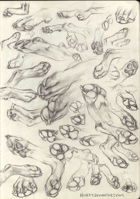 Paw Drawing, Canine Drawing, Dog Anatomy, Animal Study, Canine Art, Wolf Drawing, Anatomy Drawing, Creature Concept Art, Animal Sketches