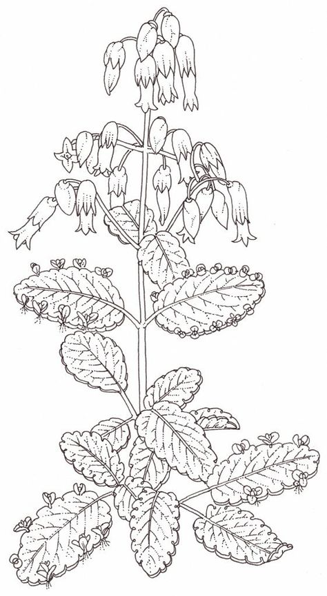 Leaf of life Bryophyllum pinnatum or Kalanchoe pinnata (combined illustration) - Lizzie Harper Heart Leaf Philodendron Drawing, Florist Kalanchoe, Kalanchoe Flapjack, Kalanchoe Luciae, Illustration Techniques, 4th November, Chestnut Horse, Plant Drawing, Painting Workshop