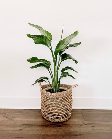 Potted Bird Of Paradise, Scandinavian Plants, Neutral House, Scandi Farmhouse, Indoor Greenhouse, Scandi Home, Scandinavian Color, Tropical House, Living Room Scandinavian