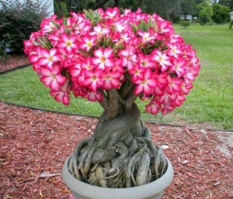 Perennial Bushes, Impala Lily, Rose Plant Care, Kalanchoe Blossfeldiana, Desert Rose Plant, Red Desert, Flowering Succulents, Adenium Obesum, Flowers Growing