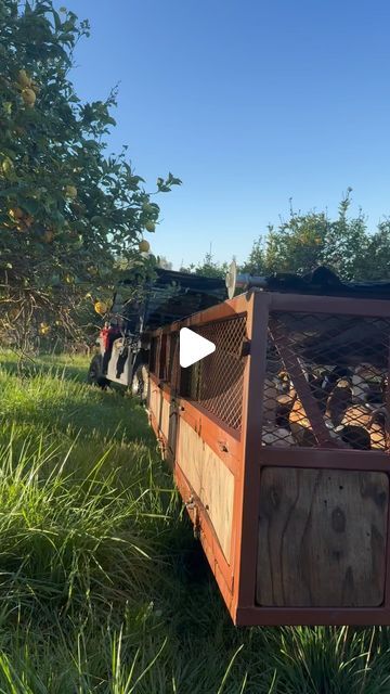 Apricot Lane Farms on Instagram: "The Quack Shack is on the move! You may remember seeing in @thebiggestlittlefarm how our Khaki Campbell and Indian Runner ducks play an important role on our farm as lean, mean, snail-eating machines. This new flock recently finished their mobile coop training, so it was time to introduce them to the orchard for the first time..  During the day, these young ducks forage for their favorite shelled snacks that like to lurk in our moisture-laden grasses. Beyond snails, our ducks chow down on forage, slugs, worms, and ticks – helping us mitigate pest issues, while also producing remarkably rich, delicious eggs.   The orchards can be a daunting place for defenseless ducks, which is why they’re not only protected by their Guardian dog Rosie… but trained by the P Indian Duck Runner, Runner Ducks Coop, Mobile Coop, Quack Shack, Snail Eating, Indian Runner Ducks, Khaki Campbell Ducks, Guardian Dog, Duck Coop