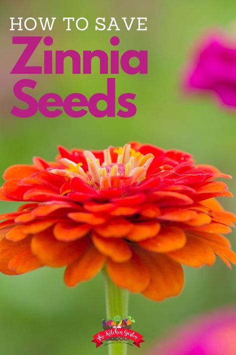 Zinnia Seeds, Elevated Garden, Zinnia Garden, Garden Vegetables, Zinnia Flowers, Seed Saving, Cut Flower Garden, Fall Garden, Home Vegetable Garden