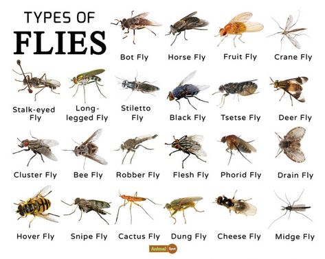 Fly Facts, Types, Classification, Habitat, Diet, Adaptations Bot Fly, Tsetse Fly, Yellow Flies, Deer Fly, Bug Type, Crane Fly, Garden Therapy, Types Of Insects, Bees And Wasps