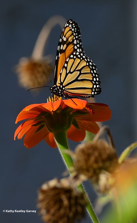 A spent blossom hangs over a male monarch that is sipping nectar from a Mexican sunflower, Tithonia rotundifola. (Photo by Kathy Keatley Garvey) Nechar Photos, Mexican Sunflower, Hang Over, Natural Resources, Native Plants, Agriculture, Nature Pictures, Sunflower, Blossom