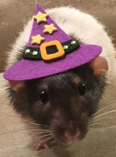 Rats In Costumes, Twin Pfp, Rat Pfp, Rat Family, Silly Rat, Dumbo Rats, The Rat King, Dumbo Rat, Rat King