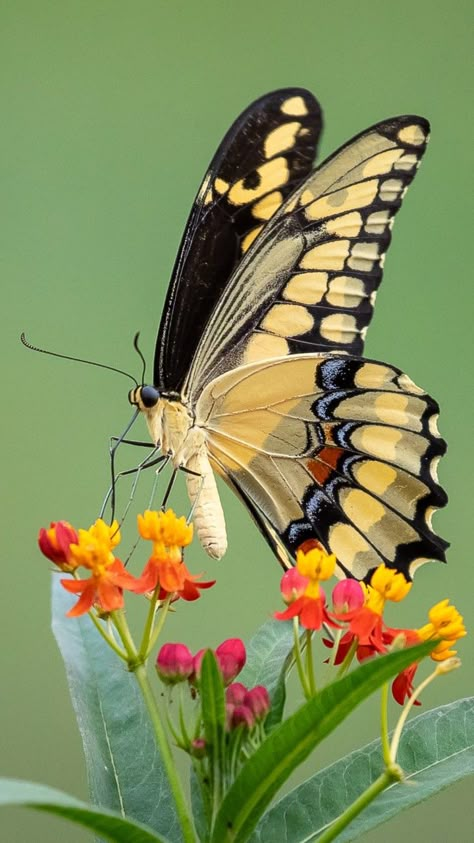 By Ricky Floyd on Flickr Natural Butterfly Images, Butterfly Photography Nature, Giant Swallowtail, Exotic Butterflies, Real Butterflies, Colorful Moths, Most Beautiful Butterfly, Pretty Butterflies, Beautiful Butterfly Pictures