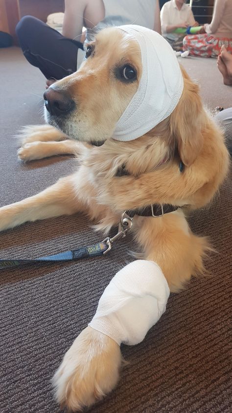 Cleo the school therapy dog participated in first aid training today. #puppy #dogs #doglife Vet Astethic, First Aid Aesthetic, Dog Vet, Aesthetic Vet, Therapy Dog, Vet Dream Job, Vet Pictures, Merle Great Danes, Vet Medicine