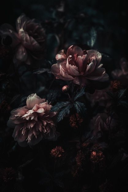 Premium Photo | A dark background with flowers and a dark background Real Flowers Aesthetic, Flowers Reference Photo, Dark Flowers Aesthetic, Black Flowers Aesthetic, Flower Aesthetic Dark, Dark Flower Aesthetic, Dark Flowers Wallpaper, Flower Dark Background, Dark Floral Aesthetic