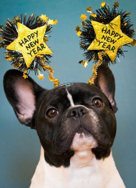 Happy New Year Bulldog in 2024 - doglovercase Dog New Year, Happy New Year French, Dog Happy New Year, Happy New Year Dog, New Year Photoshoot, Pets Photography, New Years Hat, Happy New Year Photo, Year Of The Dog