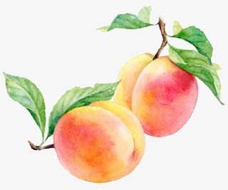 Peach,fruit,plant,illustration,Cartoon,Hand Painted,Literature and art,Fresh Peach Clipart, Fruit Clipart, Peach Art, Creation Art, Watercolor Food, Peach Fruit, Watercolor Fruit, Fruit Illustration, Peach Trees