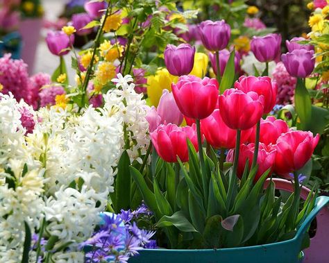 The 10 Best Spring Flowering Bulbs - Farmer Gracy's Blog Planting Bulbs In Spring, Allium Giganteum, Botanical Tulip, Parrot Tulips, Flower Bulbs, Spring Flowering Bulbs, Spring Bulbs, Bulb Flowers, Planting Bulbs