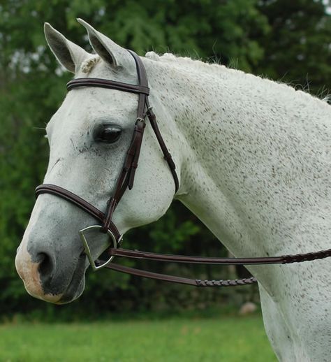 Hunt Seat, Horse Lessons, Cute Horse Pictures, Horse Bridle, Horse Gear, Horse Videos, Pony Horse, Grey Horse, Brown Horse