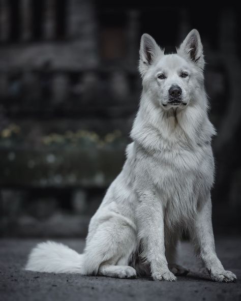 Swiss Shepherd Aesthetic, Albino German Shepherd, White German Shepherd Aesthetic, White Swiss Shepherd Dog, White Wolf Dog, Big White Dog, White Shepherd Dog, Swiss Shepherd Dog, Wolf Poses