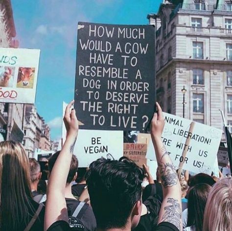 How much would a cow have to resemble a dog in order to deserve the right to live? @poppy.naomi .... Vegan Motivation, Reasons To Be Vegan, Reasons To Go Vegan, Vegan Activism, Climate Activism, Vegan Facts, Animals Rights, Vegan Vibes, Vegan For The Animals