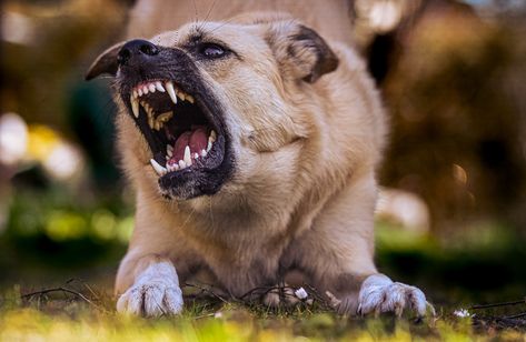 Where to Surrender an Aggressive Dog? Dog Allergy Symptoms, Dog Growling, Dog Training Aggression, Dog Body Language, Dog Attack, Usain Bolt, Dog Allergies, Aggressive Dog, American Staffordshire Terrier