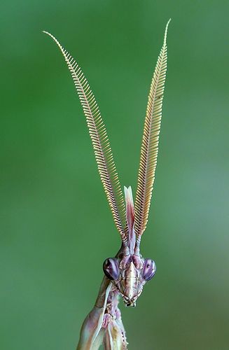 Cone Head, Cool Insects, Cool Bugs, A Bug's Life, Praying Mantis, Beautiful Bugs, Creepy Crawlies, Arthropods, Arachnids