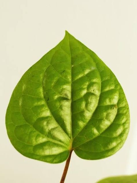 Heart shaped Betel Leaf, Nature Photography Trees, Samantha Images, Ganesh Images, Leaf Images, Design Basics, Real Leaves, Heart Logo, Botanical Painting