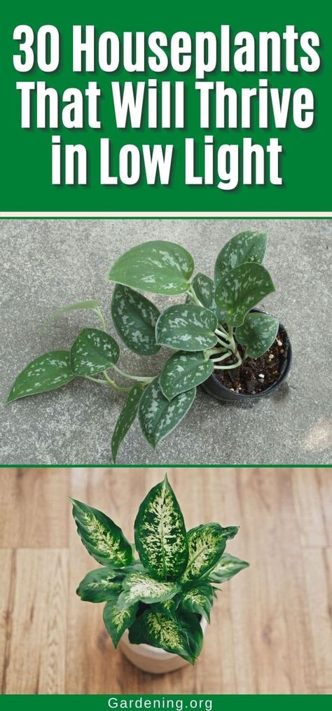 Anyone can grow great houseplants, even in homes where low light is a challenge. Here are 30 thriving examples of low-light loving plants. Cast Iron Plant Indoor, Plants For Planters, Low Maintenance House Plants, Best Bathroom Plants, Low Light House Plants, Indoor Plants Low Light, Houseplants Low Light, Low Light Indoor Plants, Air Purifying House Plants