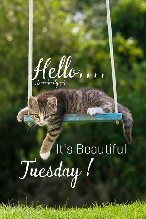 Good Afternoon Tuesday, Happy Tuesday Pictures, Tuesday Greetings, Tuesday Blessings, Happy Day Quotes, Tuesday Quotes, Tuesday Afternoon, Image Cat, Good Morning Image Quotes