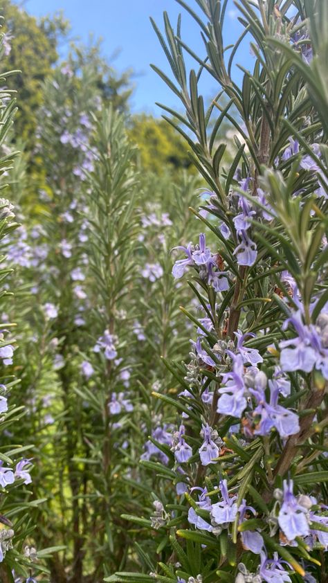 rosemary bush Rosemary Wallpaper, Rosemary Bush, Nature Wallpaper, Garden Planning, Garden Projects, Rosemary, Garden Plants, Flower Garden, Plants