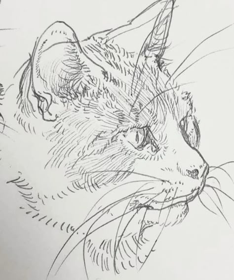 Tabby Cat Drawing, Drawing Of A Cat, Biro Drawing, Cat Sketches, Cat Drawing Tutorial, Scratchboard Art, First Drawing, 2160x3840 Wallpaper, Cat Sketch