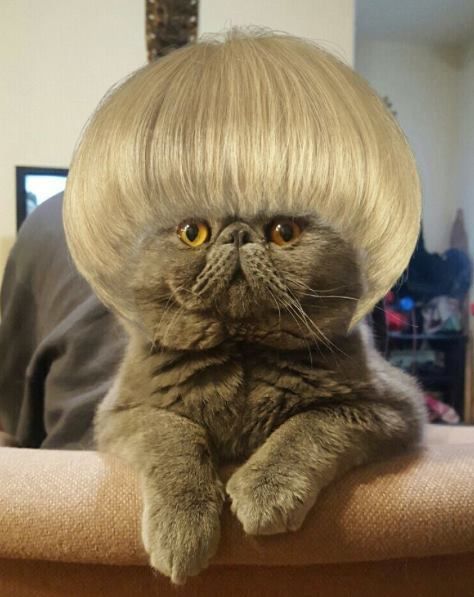 Bobcat Funny Hair Styles, Mushroom Cut, Funny Hair, Animals Funny, Cat Hat, Cute Cats And Dogs, Cats Meow, Cute Gif, Crazy Cat Lady