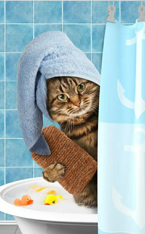 Pet Advertising, Pet Grooming Salon, Cat Expressions, Cat Puns, Pet Spa, Ninja Cats, Cat Store, Cat Care Tips, Pet Photographer