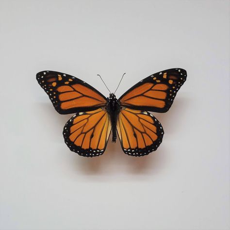 Monarch Butterfly Taxidermy, Butterfly Reference Photo, Entomology Journal, Butterfly Pinning, Pinned Butterflies, Pinned Butterfly, Milkweed Butterfly, Butterfly Real, Monarch Butterfly Wings