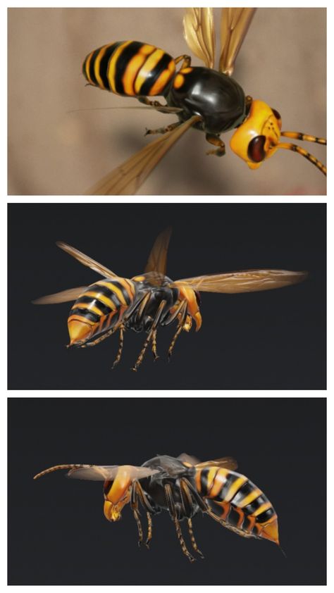 Asian Giant Hornet (Vespa mandarinia) Beautiful Animals, Hornet, Animals Beautiful, Queen, Couture, Animals, Quick Saves, Haute Couture