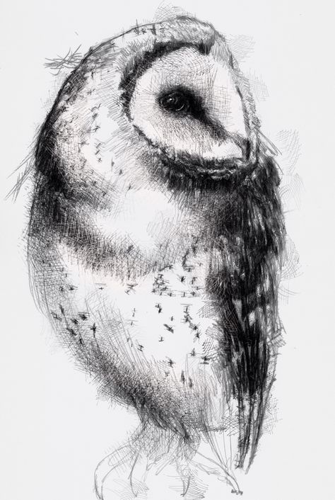 One of my sketch a day drawings Barn owl #art #barn #drawing #http://etsy.me/1rARc0J﻿﻿﻿﻿ #owl #prey #sketch Owl Drawing Sketches, Barn Owl Drawing, Charcoal Artwork, Hipster Drawings, Animal Drawings Sketches, Art Charcoal, Charcoal Art, Owls Drawing, Chalk Drawings