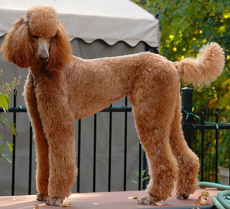 Karma Freshly Groomed | Flickr - Photo Sharing! Red Standard Poodle, Poodle Puppy Cut, Poodle Hairstyles, Standard Poodle Haircuts, Poodle Haircuts, Poodle Haircut Styles, Lamb Cuts, Poodle Hair, Poodle Haircut