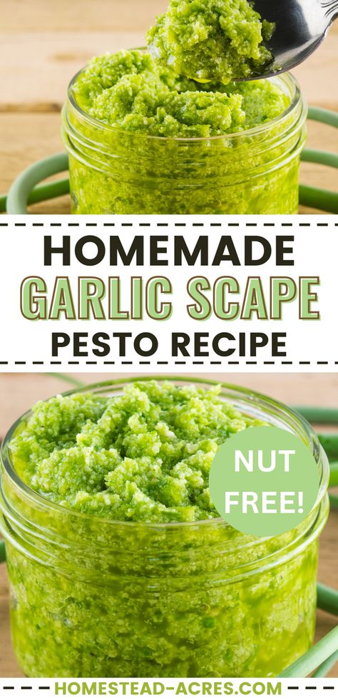 Don’t throw your garlic scapes in the compost! Make this easy garlic scape pesto recipe instead. Using just a few simple ingredients you can make a delicious homemade pesto in just a few minutes. Use it fresh or store in your fridge or freezer for later. Pesto Nut Free, Scape Pesto Recipe, Scape Pesto, Garlic Scape Pesto, Homemade Pesto Recipe, Pesto Recipes, Easy Dinners For Two, Garlic Scapes, Homemade Pesto