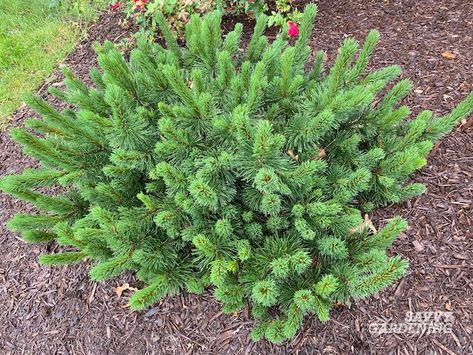 Landscape Shrubs, Front Porch Landscape, Small Evergreen Shrubs, Shrubs For Landscaping, Low Growing Shrubs, Hydrangea Landscaping, Front Yard Plants, Growing Herbs Indoors, Porch Landscaping