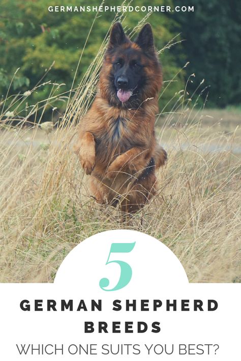 Gsd Training, Types Of German Shepherd, German Shepherd Training, German Shepherd Breeds, What Dogs, Poodle Dog, Canine Companions, German Shepherd Puppies, Dog Gifs