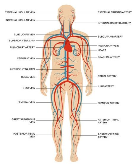 Vascular System, Sketch Images, Body Part Drawing, Human Body Parts, Pencil Sketch Images, Circulatory System, Body Systems, Handsome Anime Guys, Handsome Anime