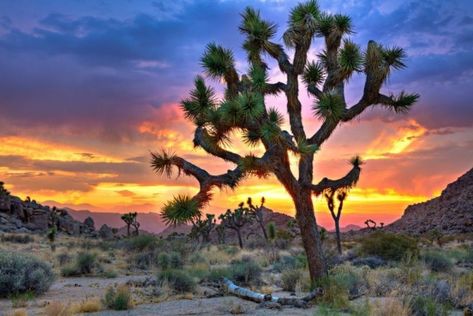 Mojave National Preserve, Surreal Places, Rv Destination, Rv Road Trip, Places In California, California Vacation, Mojave Desert, California National Parks, Tybee Island