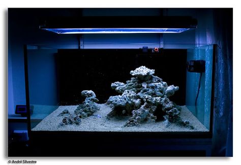 Minimalist Aquascaping - Page 14 - Reef Central Online Community Aquascape Diy, Reef Aquascaping, Reef Tank Aquascaping, Nano Reef Tank, Aqua Scaping, Aquascape Design, Marine Tank, Nano Aquarium, Diy Aquarium