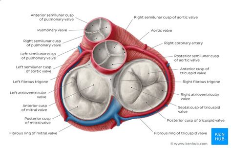 Heart Valves Anatomy, Diagram Of The Heart, Function Of The Heart, Anatomy Structure, Diagnostic Medical Sonography Student, Cardiac Cycle, Sonography Student, Heart Diagram, Tricuspid Valve