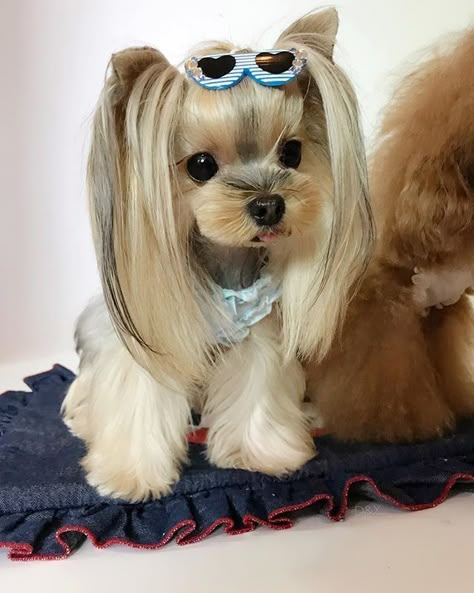 Yorkie Puppy Haircuts, Yorkie Hair, Yorkshire Terrier Grooming, Yorkie Hairstyles, Chien Shih Tzu, Biewer Yorkie, Teacup Yorkie Puppy, Cute Small Dogs, Cute Dogs Images