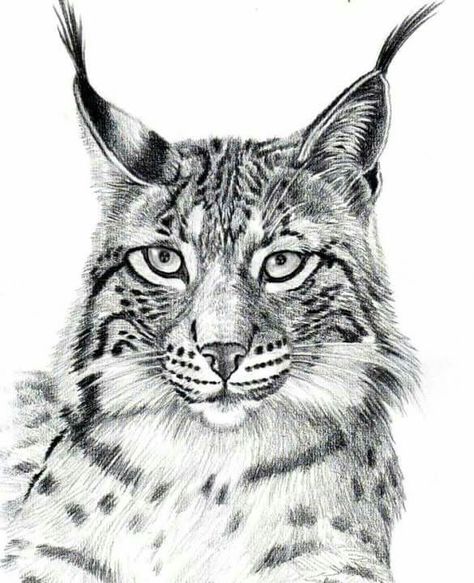 Bobcat Sketch, Cat Anatomy Drawing, Lynx Cat, Tre Kunst, Cat Anatomy, Drawing Examples, Tattoo Graphic, Big Cats Art, Rabbit Art